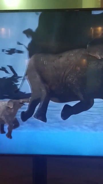 WOW ‼️ ADA GAJAH BISA BERENANG #shorts #gajah смотреть онлайн