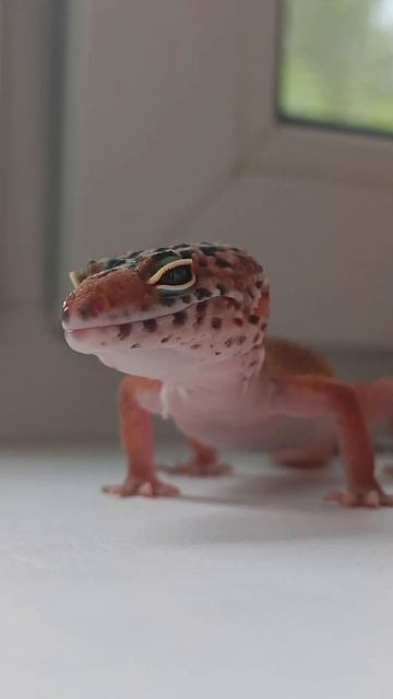 #shortstiktok #tiktokvideo #gecko #shortstiktok #рекомендации #lizard #animals #эублефар #тренд смотреть онлайн