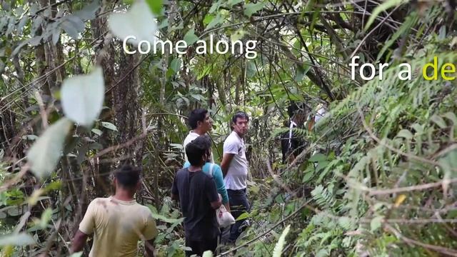 Colibri Cloudforest Beekeeping Project смотреть онлайн