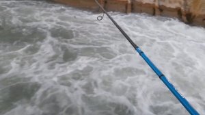 baliq ov балик ови 2022