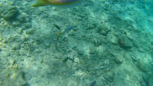 Playa Larga, Cuba смотреть онлайн