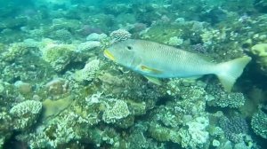 Желтогубый  император( летрин). Красное море. Шарм-эш-Шейх. Шаркс-Бей. 2024