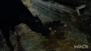 Отел первотелки.