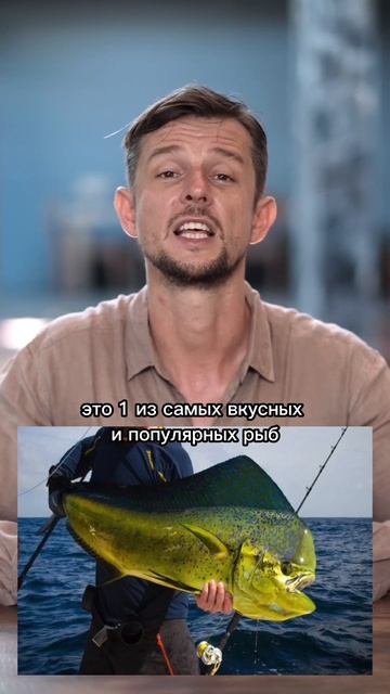 Махи-Махи #бали смотреть онлайн