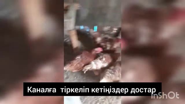 Ломан брауын тауықтарын каншаға алдық ж/е жұмыртқа тума сол туралы осы видеода айтам смотреть онлайн