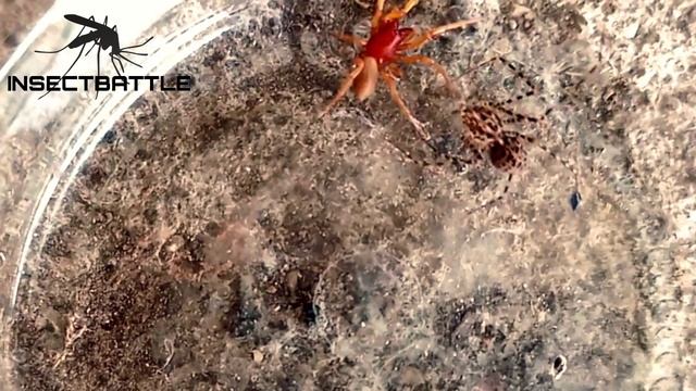 LE ESCUPIÓ TELA !!!! ARAÑA TIGRE VS ARAÑA DYSDERA CROCATA!!!!! PELEA DE ARAÑAS!!! смотреть онлайн