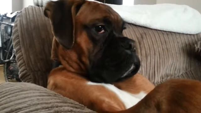 Собака боксер-Ralph the boxer dog смотреть онлайн