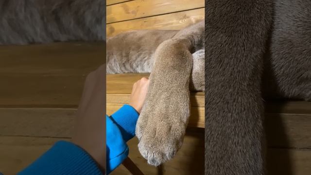 Puma Pet is Sleeping at Home - Amazing Home Pets video смотреть онлайн
