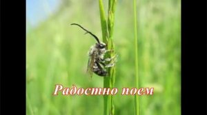 Посмотри вокруг, сколько красоты. Детская христианская песня