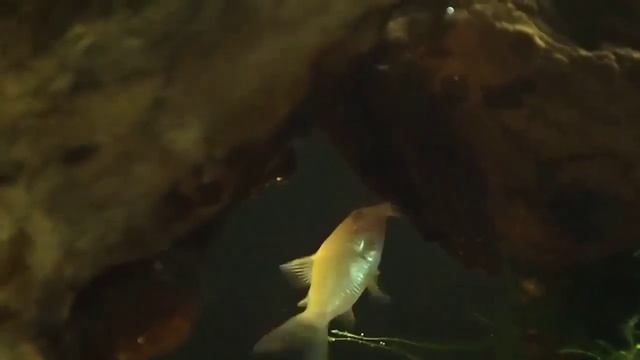 My Juwel Lido 120 смотреть онлайн