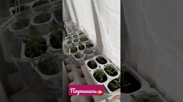 томаты главное условие для хорошей рассады томатов #томаты #рассада смотреть онлайн