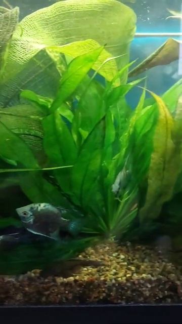 скалярии. 150 л смотреть онлайн