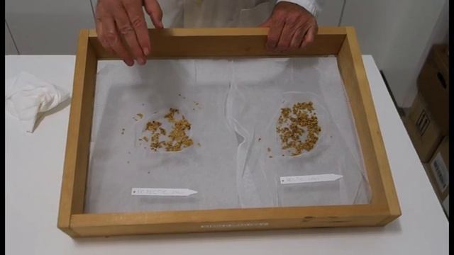 Pectic Enzyme Seed Extraction смотреть онлайн
