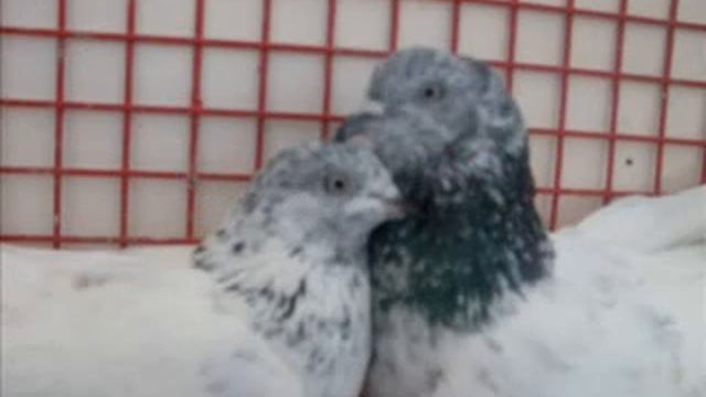 Habib Rehman Pigeon Movie No 4 смотреть онлайн