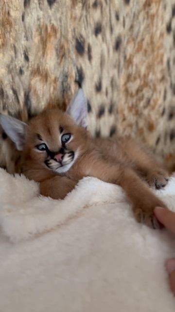 Малышка Мила. #каракал #caracal #сервал #serval #кошка # cat #рысь #linx смотреть онлайн