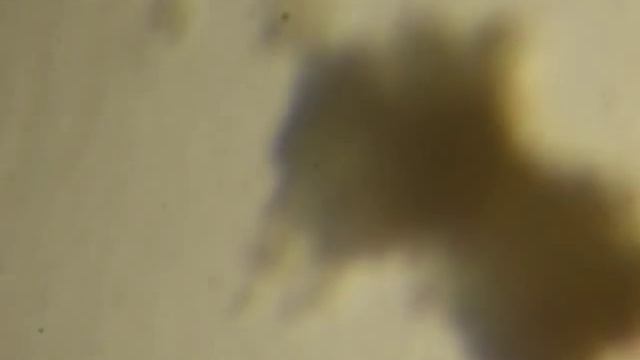 Coleps! смотреть онлайн