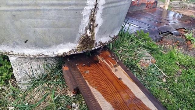 пчелы сами устроили себе водопой смотреть онлайн