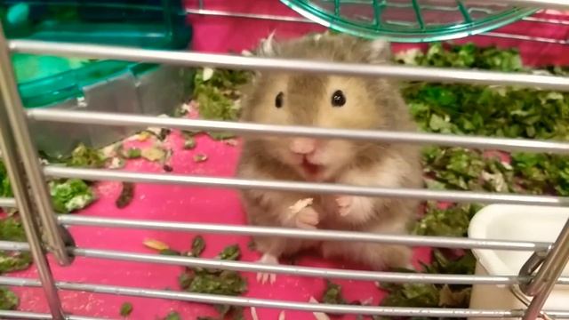 Хомяк Веник кушает... курочку! смотреть онлайн