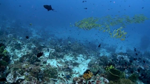 Bluestripe Snapper смотреть онлайн