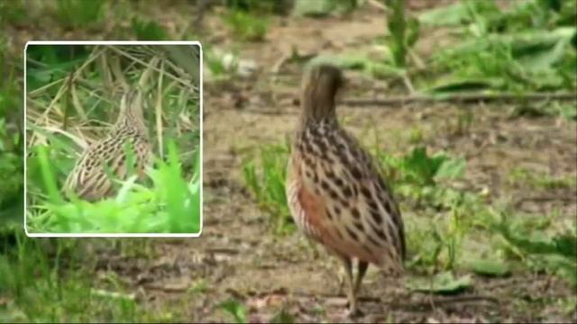 Відео. Деркач( с.21) смотреть онлайн