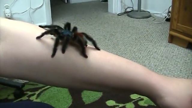 Avicularia versicolor Mature male handling смотреть онлайн