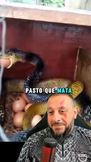 Cobra comendo todos os ovos do galinheiro смотреть онлайн