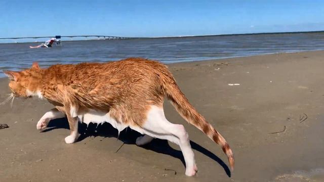 Marlin the swimming Cat-Dog. Our Cat loves to swim in the water. Cat loves the boat. смотреть онлайн