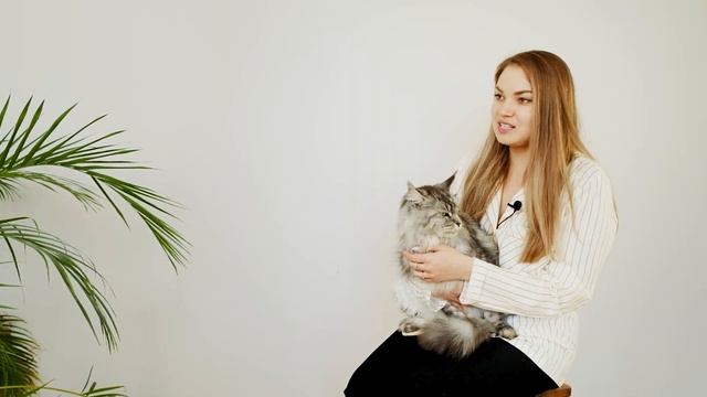 Секреты породы. Мейн-кун смотреть онлайн