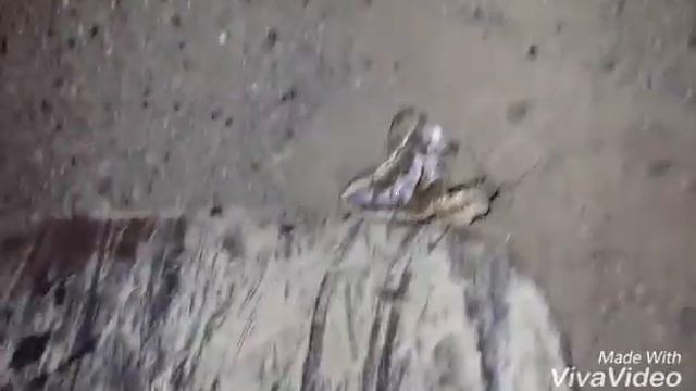 Гюрза в Армении смотреть онлайн