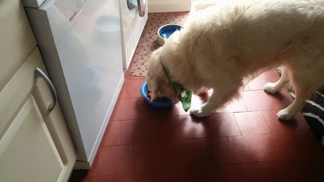 Albie & Kizzie Golden Retrievers eating RAW. смотреть онлайн