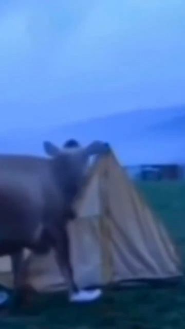 Шанс, что вашу обувь украдёт корова мал, но никогда не равен нулю… 🤣 смотреть онлайн