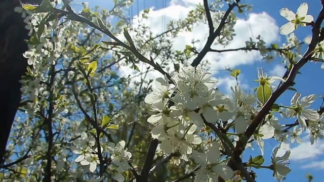 Когда снимать укрытие с винограда. Обработка купоросом по лозе.