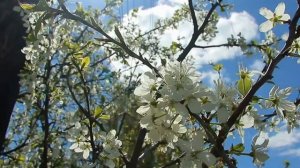 Когда снимать укрытие с винограда. Обработка купоросом по лозе.