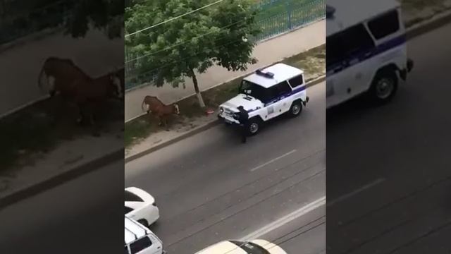 Полицейские застрелили корову в Махачкале смотреть онлайн