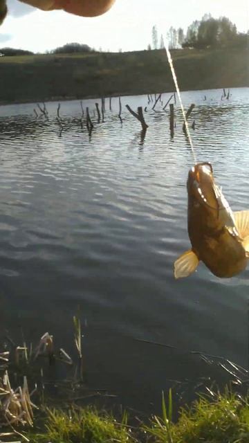 Рыбалка на ПОПЛАВОЧНУЮ удочку 🐟🎣🌊 канальный сомик 🐟🎣🌊🏞️📽️ смотреть онлайн