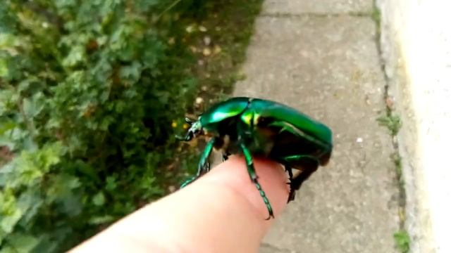 Bubazlata Cetonia aurata смотреть онлайн