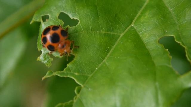 トホシテントウ Epilachna admirabilis の飛翔 смотреть онлайн