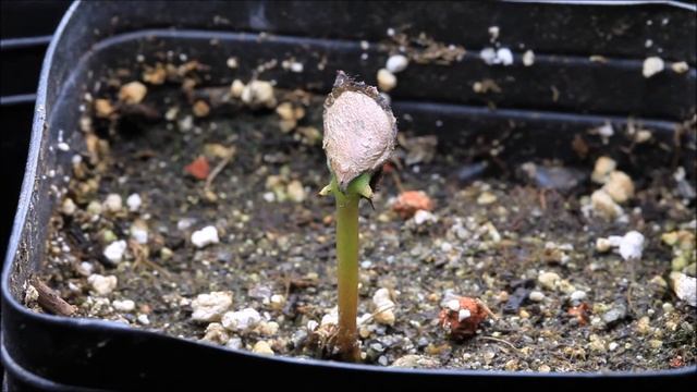 Banksia - How To Germinate From Seed And Grow Australian Banksia