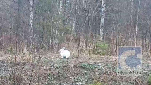 Редкий кадр: сахалинские водители запечатлели отдыхающего зайца-беляка смотреть онлайн