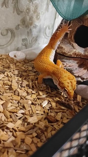 сверчок притворился мёртвым 🤣ну актёр #gecko #leopardgecko #эублефар #сверчок #ящерица смотреть онлайн