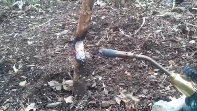 Girdling rabbit damage to bushes April 2018 смотреть онлайн