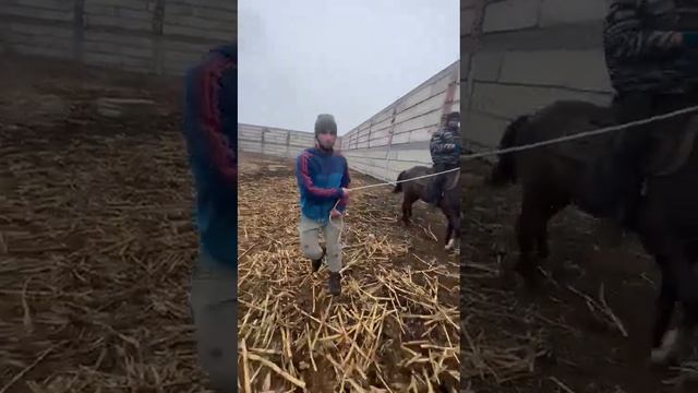 обучение лошади смотреть онлайн