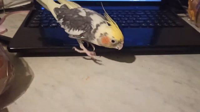 Смотрим елку с папугом смотреть онлайн