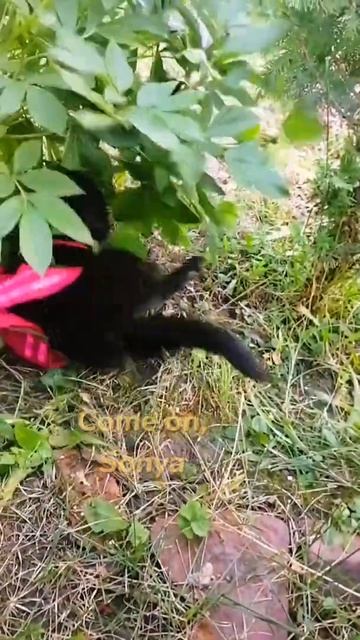Смешные коты - Котомафия | #смешныекоты #cats #мяу смотреть онлайн
