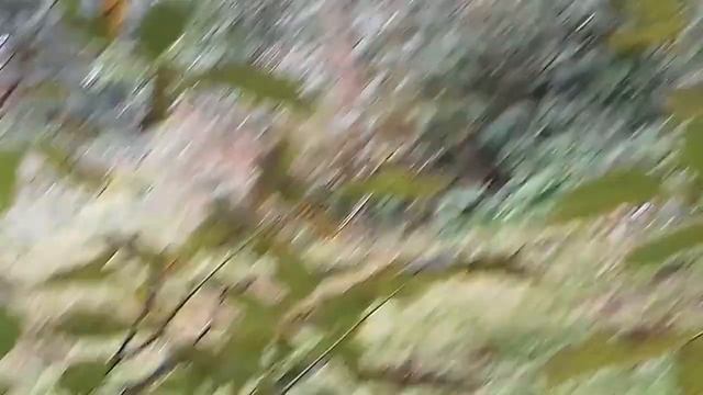 Як виглядає мій сад з урожаєм ... смотреть онлайн