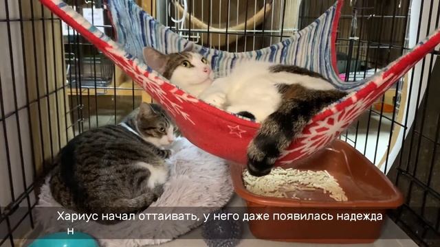 ХАРИУС смотреть онлайн