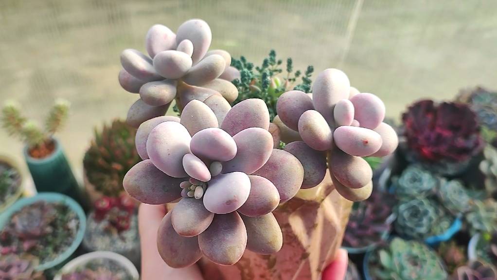 Все мои граптопеталумы в одном видео. Видео из теплицы с суккулентами. смотреть онлайн