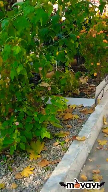 Цветная гамма (цветы)🌼🍃☘🏵🌹🥀🌻🍀🍂🥀🌺🌻👍👍🤗🤗 смотреть онлайн