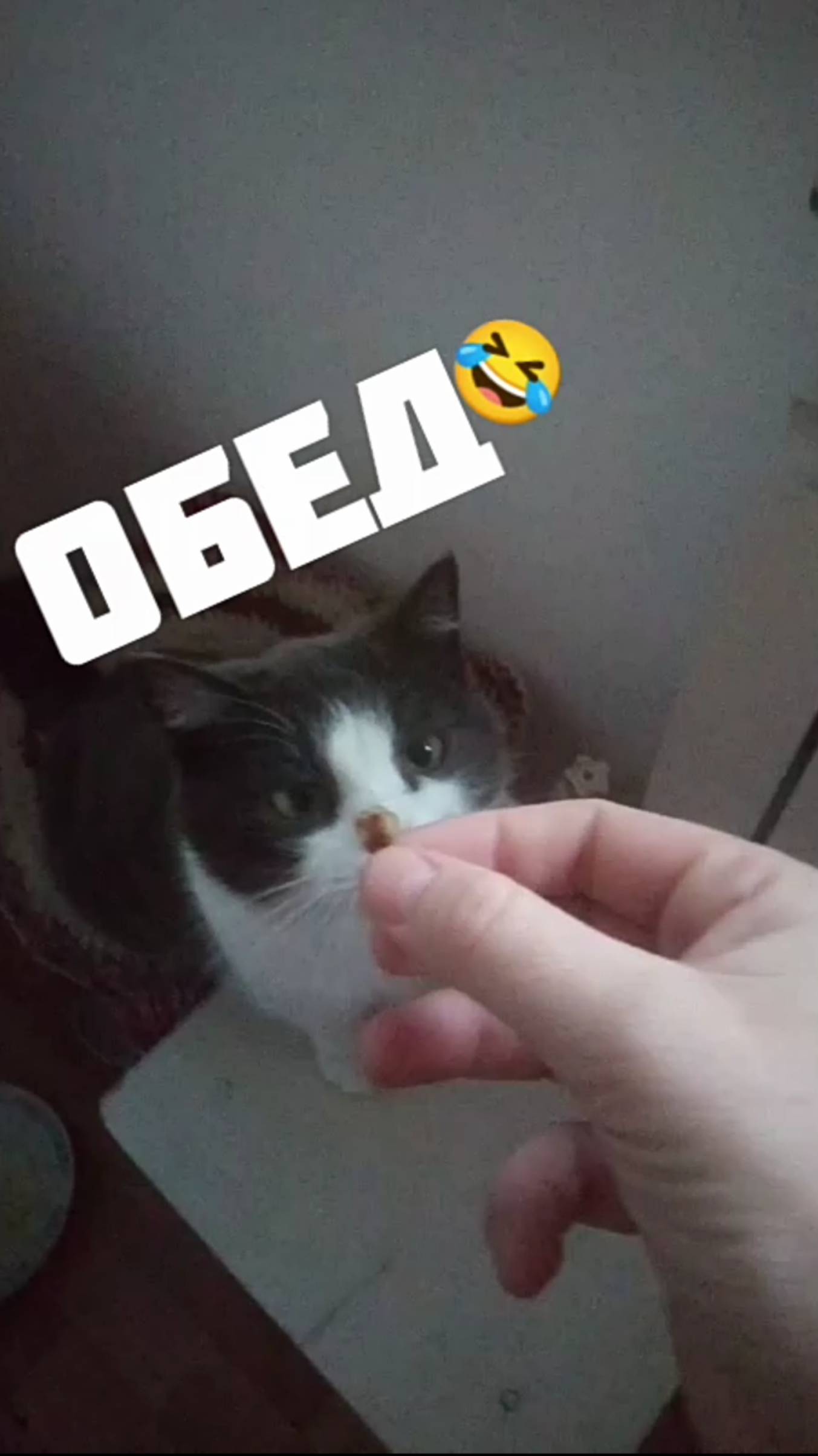 Деревенская Кошка обед