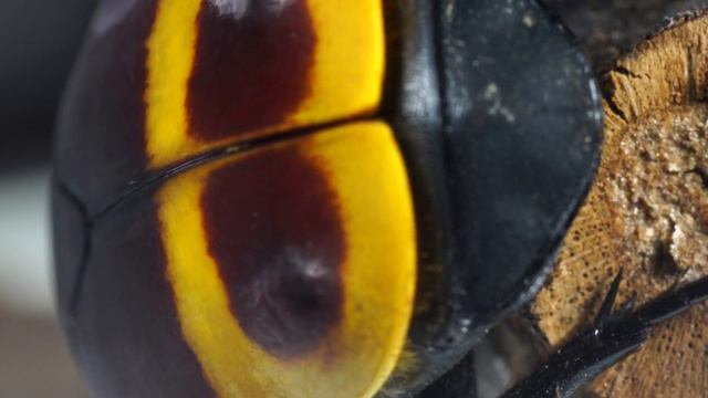 Макро Бронзовка 4К смотреть онлайн